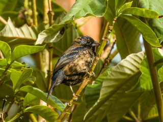 Blue-black Grosbeak - Cyanoloxia cyanoides in Costa Rica