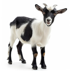 A full-length portrait of a black and white goat isolated on a white background, looking at the camera.