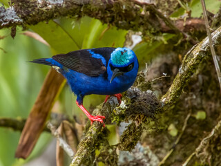 Red-legged Honeycreeper - Cyanerpes cyaneus in Costa Rica