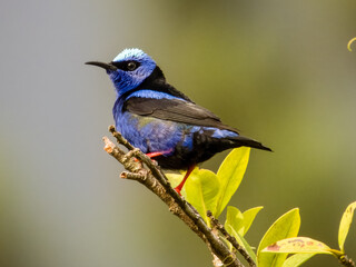Red-legged Honeycreeper - Cyanerpes cyaneus in Costa Rica