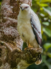 White Hawk - Pseudastur albicollis in Costa Rica