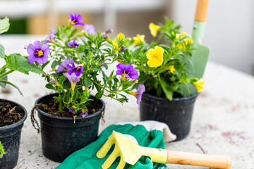 Table With Potted Plants and Gardening Gloves