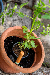A cherry tomato seedling is planted in a pot