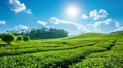 tea garden with bright blue sky