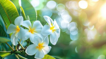 Obraz premium White Plumeria Flowers in Natural Settings