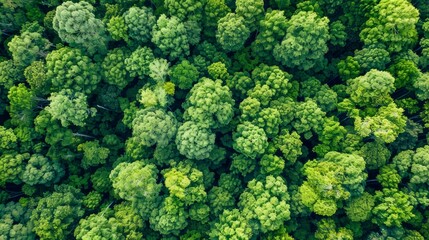 Naklejka premium Aerial top view of green trees in forest. Drone view of dense green tree captures CO2. Green tree nature background for carbon neutrality and net zero emissions concept. Sustainable green environment.