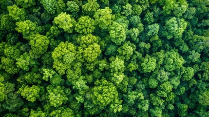 Naklejka premium Aerial top view of green trees in forest. Drone view of dense green tree captures CO2. Green tree nature background for carbon neutrality and net zero emissions concept. Sustainable green environment.