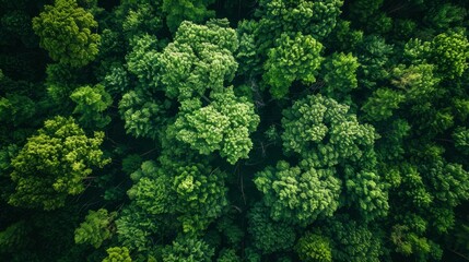 Naklejka premium Aerial top view of green trees in forest. Drone view of dense green tree captures CO2. Green tree nature background for carbon neutrality and net zero emissions concept. Sustainable green environment.