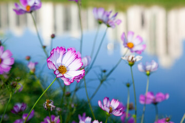 View of the cosmos flowers in the riverside