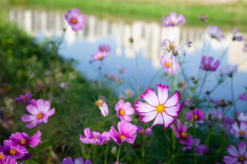 View of the cosmos flowers in the riverside