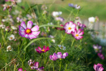 View of the cosmos flowers in the riverside
