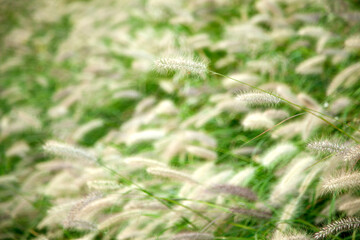 View of the foxtails in autumn