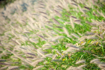 View of the foxtails in autumn