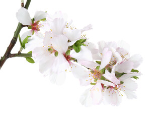 Fototapeta premium Beautiful blossoming tree branch with flowers isolated on white. Spring season