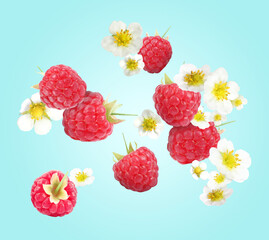 Ripe raspberries and flowers in air on light blue background