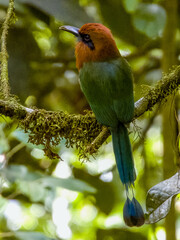 Broad-billed Motmot - Electron platyrhynchum in Costa Rica