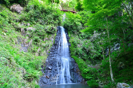 新緑に包まれた五宝の滝