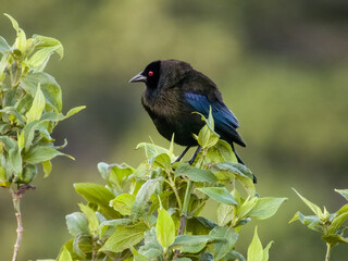 Bronzed Cowbird - Molothrus aeneus in Costa Rica