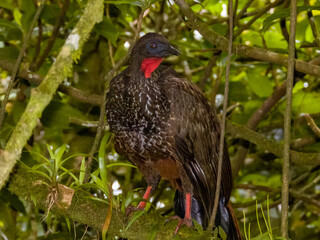 Crested Guan - Penelope purpurascens in Costa Rica