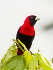 Crimson-collared Tanager - Ramphocelus sanguinolentus in Costa Rica