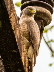 Roadside Hawk - Rupornis magnirostris in Costa Rica