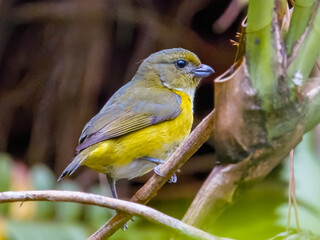 Yellow-throated Euphonia - Euphonia hirundinacea in Costa Rica