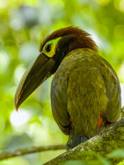 Yellow-eared Toucanet - Selenidera spectabilis in Costa Rica