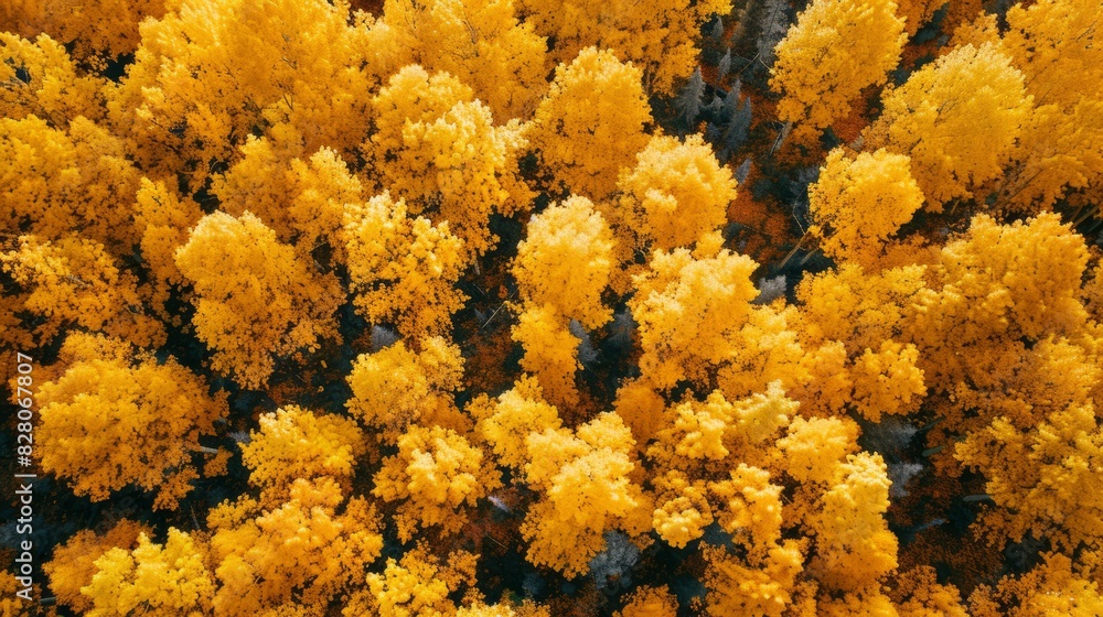 Canvas Prints Aerial top view of yellow trees in forest. Drone view of dense yellow tree captures CO2. Yellow tree nature background for carbon neutrality and net zero emissions concept. Sustainable environment.