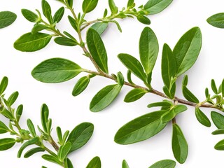 Fresh green leaves stand out against a clean white background