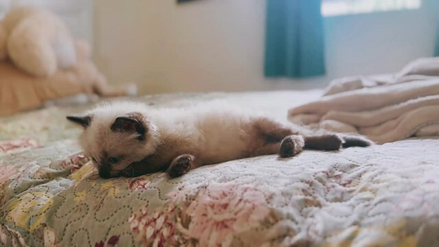 stock video, adorable, fluffy, Siamese kitten, bed, pet, domestic cat, cute, feline, cozy, comfortable, playful kitten, playing, kitten, bedroom, indoor, cozy bed, fluffy kitten, cute cat, adorable ki
