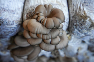 Mushrooms grown in greenhouses thrive in North China