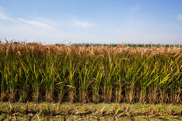 The maturing rice is in the fields in North China