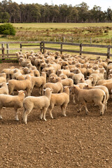 Herd of sheep with full fleeces in stockyards © Steve Lovegrove
