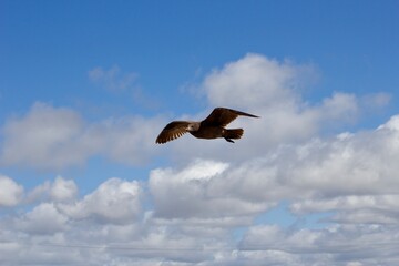 bird in flight