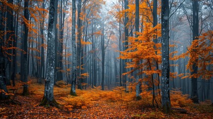 Tranquil Autumn Forest - Serene Nature with Vibrant Fall Foliage