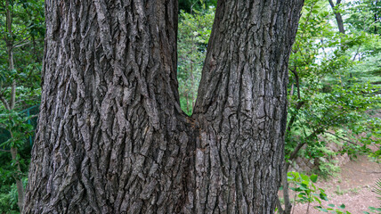 二股に分かれた木