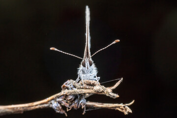 hairstreak in the wild state