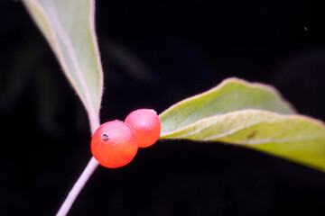 lonicera maackii fruit in the wild state