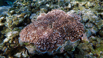 Underwater photo of corals at a colorful coral reef in sunlight rays. From a scuba dive in Bali. Indonesia. Asia