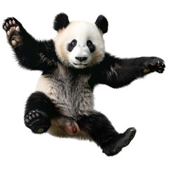 Obraz premium Panda jumping isolated on transparent background
