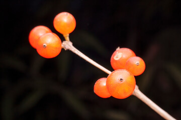 lonicera maackii fruit in the wild state