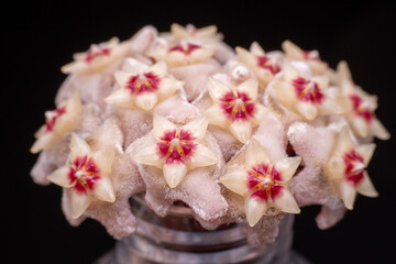 Hoya carnosa flower in the wild state