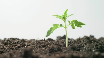 A close-up of a young seedling sprouting from rich, dark soil, with dewdrops glistening on its leaves against a clear white background
