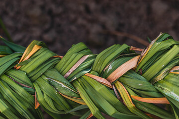 The green stalks of faded daffodils are braided