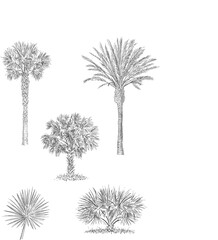 Palm Collage