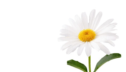 Naklejka premium マーガレット 心に秘めた愛 真実の友情 PNG 透過