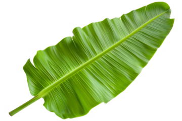 Banana leaf, isolated on solid white background, PNG di-cut style, realistic photo style, object as model