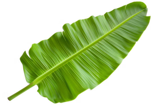 Banana leaf, isolated on solid white background, PNG di-cut style, realistic photo style, object as model