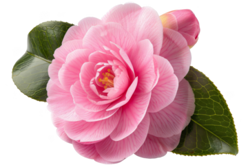 Camel, isolated on solid white background, PNG di-cut style, realistic photo style, object as model