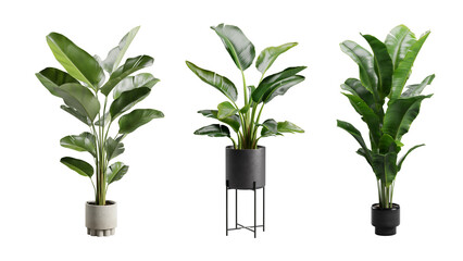 Banana Tree Indoor Alpha BG